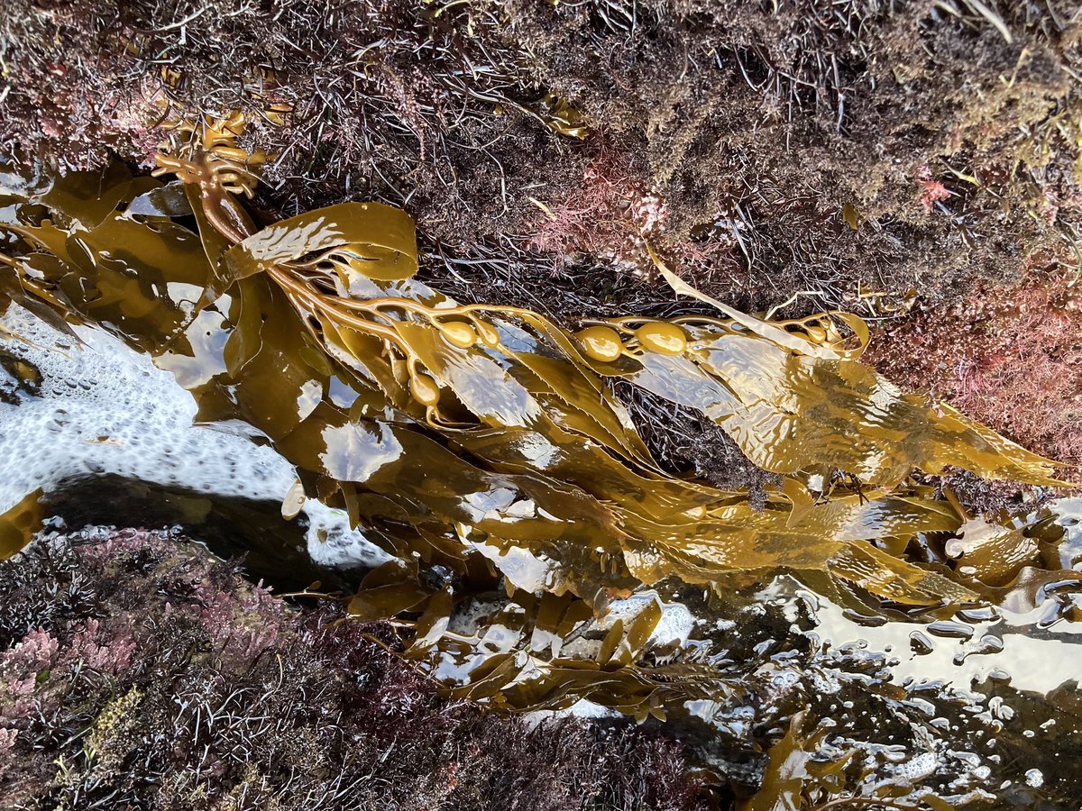 So we found giant #kelp (#Macrocystis) in our low-zone plot surveys in Southern California, which is totally awesome b/c now we get to measure functional traits for #Macrocystis!!! @intertidalecol @JNGriffy #PhycologyFriday