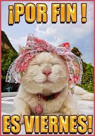 #BuenosDiasATodos
#FelizViernesATodos
#FelizFinde
#FelizFinDeSemana
#catlover
#gatosfelices
Que tengan un excelente fin de semana 😻❤️🌞☀️🌏😎😃🤗💙