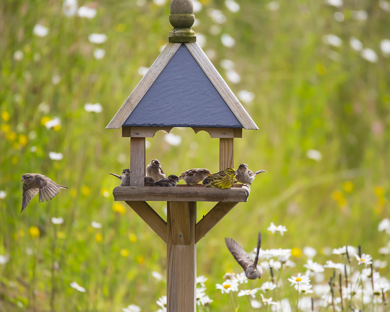 Reminder! Even in summer, your visiting garden birds still require supplementary feed as it’s their busiest time of year, rearing their young.
connectingtonature.ie/collections/wi…