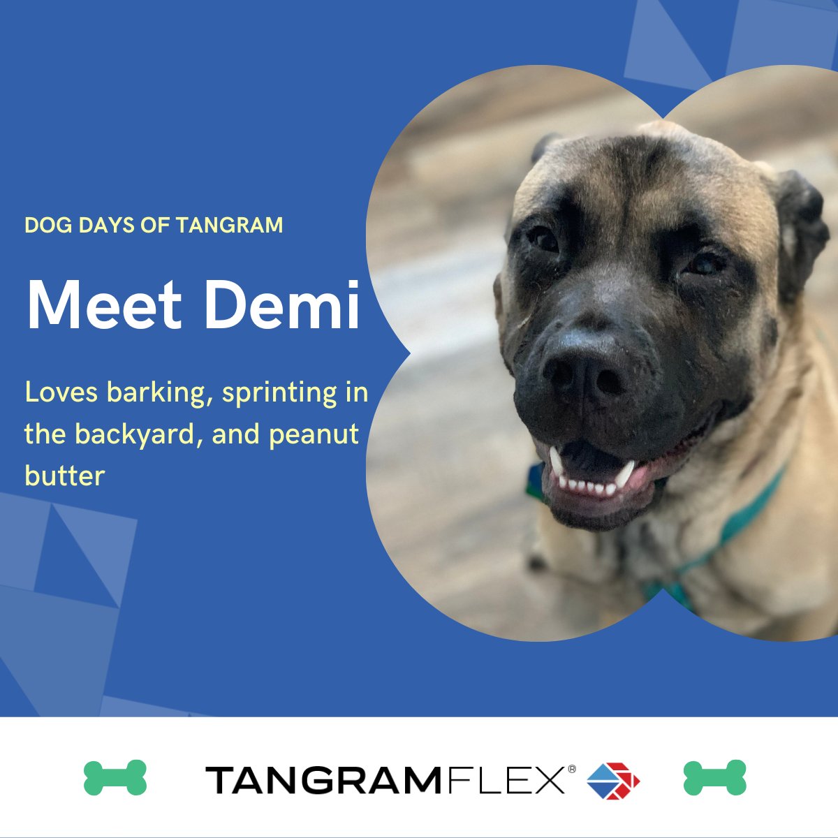 DJ Bradenburg's best friend,Demi, is a 4-year old English Mastiff mix. Her mother was a 50/50 Chow/German Shepherd, and her father was a full 175 pound English Mastiff. She took many of the English Mastiff traits but not the size one, so she's a mini mastiff with a blue tongue 🐾