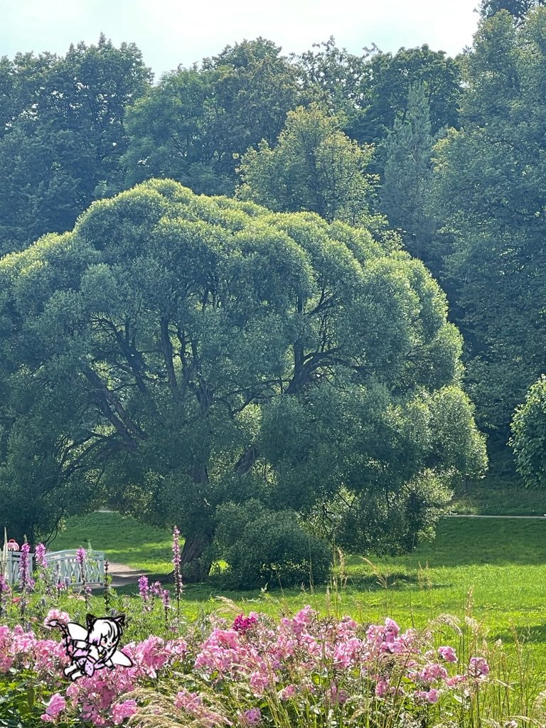 SomePinkStars's tweet image. Ich war heute in einem wunderschönen Park. Ich liebe die Natur! ^^💖💫