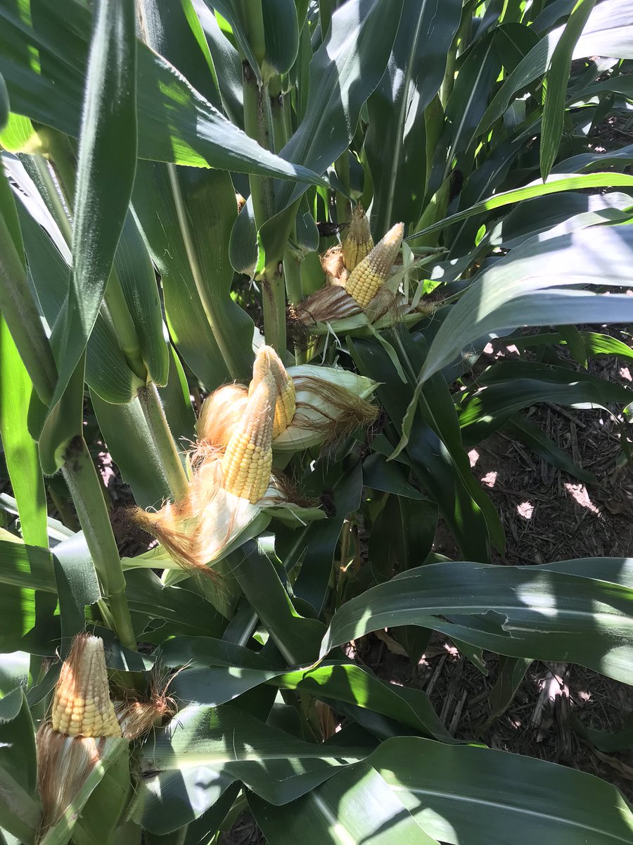 Rathman Agronomics tweet media