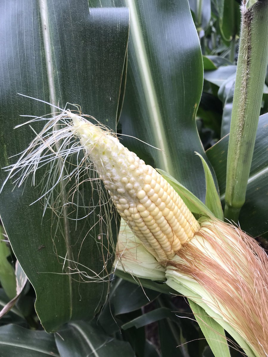 Rathman Agronomics tweet media