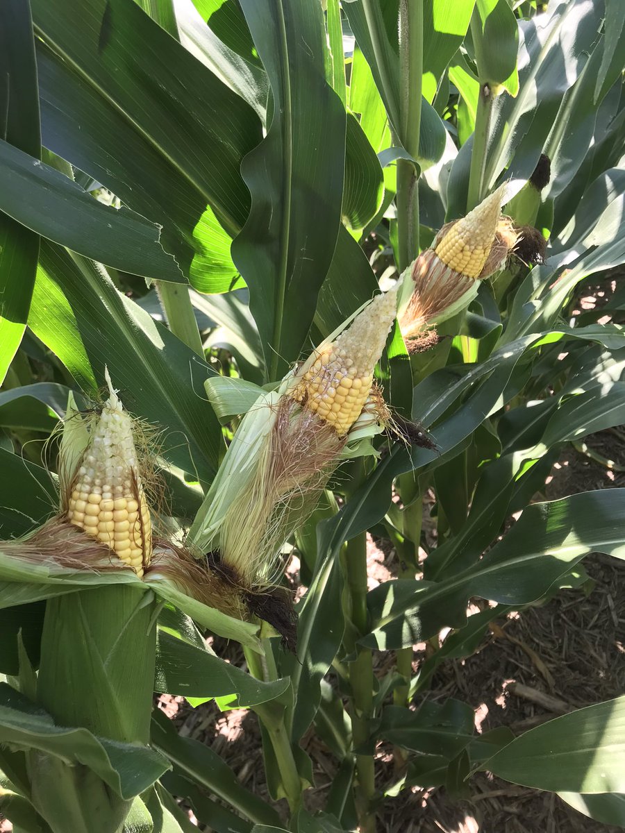 Rathman Agronomics tweet media