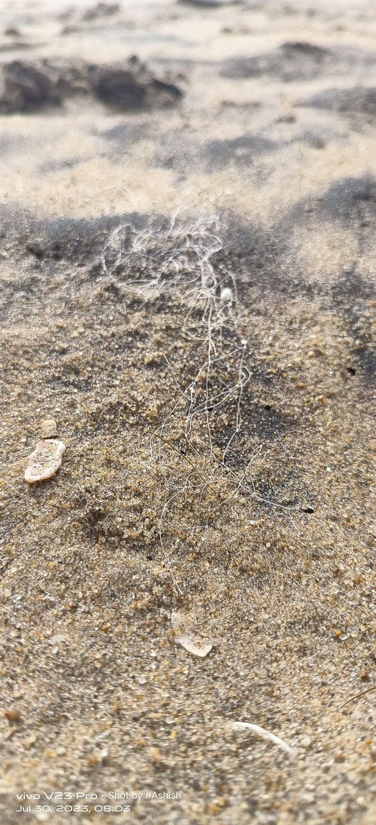 akhero420's tweet photo. #Bateswarbeach
God has gifted us with such mesmerizing and beautiful beaches and now it is our responsibility to keep them clean. Plastic free life start with me ✨ @moesgoi @CMO_Odisha @IPR_Odisha @Vkpandianfancl1 @CESOdishaGovt @MoSarkar5T @Sdg13Un @UNDPClimate @Ganjam_Admin https://t.co/kIQc8pssMe