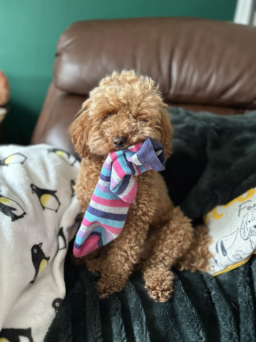 rockinmum's tweet photo. @AldiUK This is Ruby small cockerpoo, smiling at the fact she’s getting Earls treat and threatening the sock if she doesn’t get it! I’d like to enter her but I work for Aldi so can’t! She’s a cutie though 😍 https://t.co/iDAQxVb30q