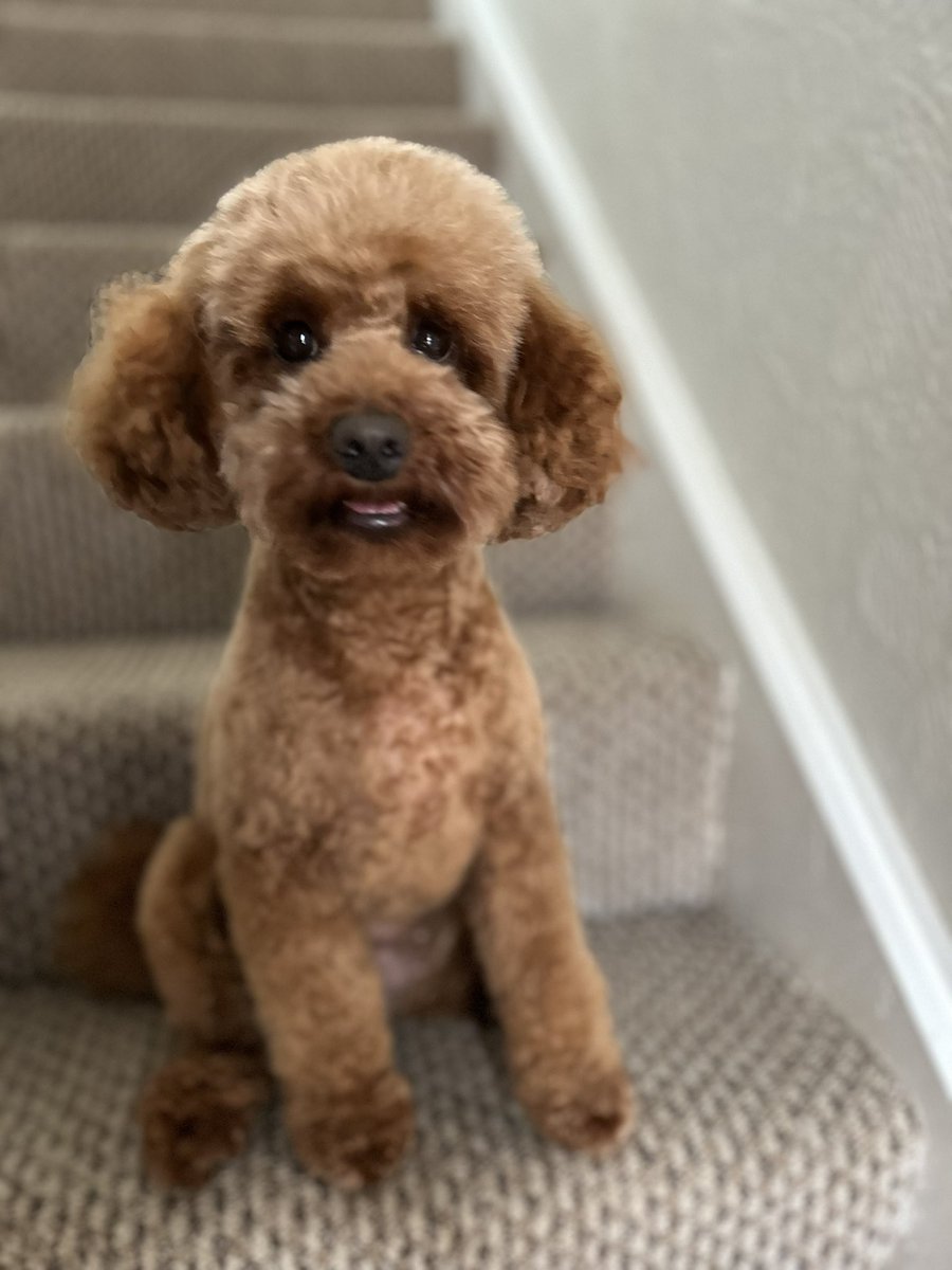 rockinmum's tweet photo. @AldiUK This is Ruby small cockerpoo, smiling at the fact she’s getting Earls treat and threatening the sock if she doesn’t get it! I’d like to enter her but I work for Aldi so can’t! She’s a cutie though 😍 https://t.co/iDAQxVb30q