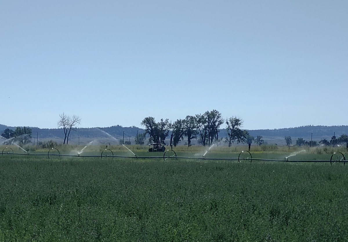BevDurgan's tweet photo. Beautiful morning in Montana.  So grateful to have irrigation water! https://t.co/FhLqI7Swuh