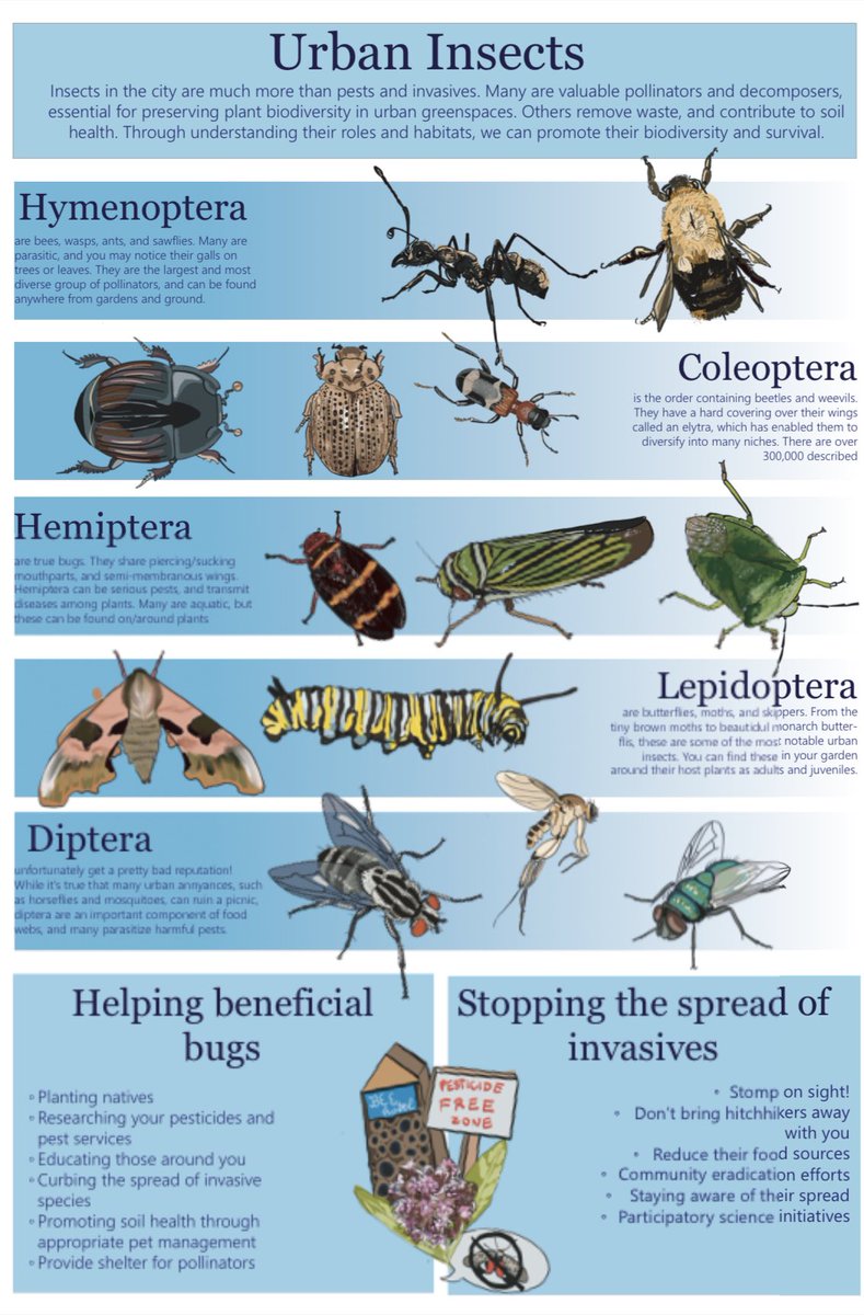 Urban bugs poster (yes I reused some from my forensic insect poster) for #bugfest tomorrow