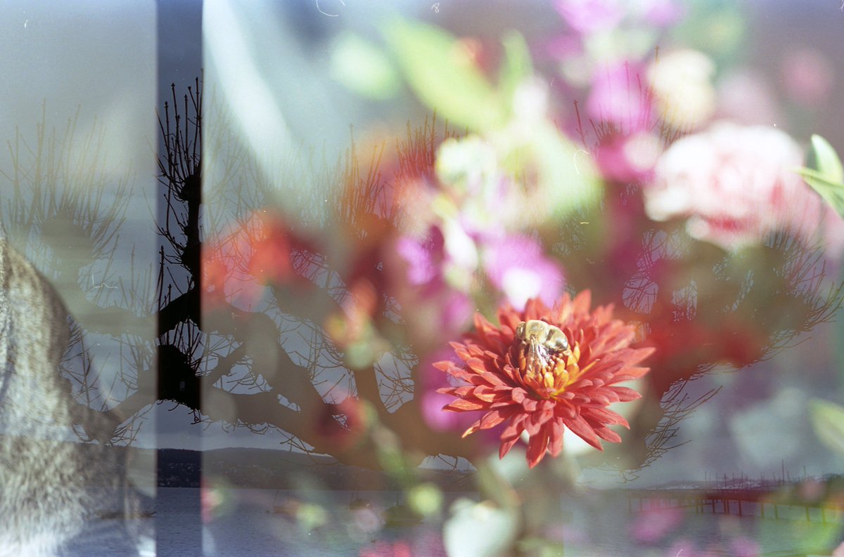 halurodeclara's tweet photo. From our second #filmswap worldwide with @RetoBaer 🪷🌟📸 (Buenos Aires &amp; Zürich)

#filmphotography https://t.co/vkdyHGBQde