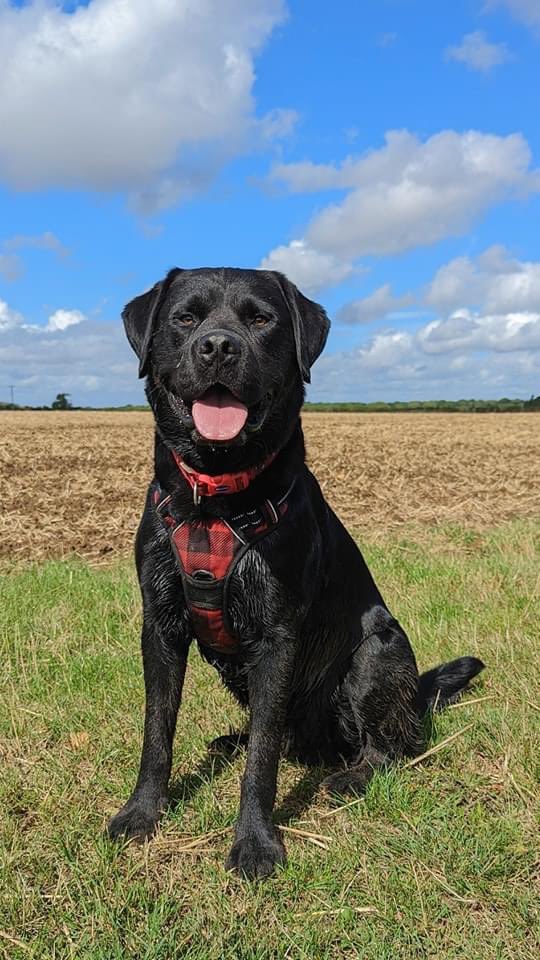 lynnedw2's tweet photo. @AldiUK #EarlsPooches we’d love to nominate Ted for the Big category he’d make a great ambassador and very photogenic https://t.co/vdWseZ9IOO