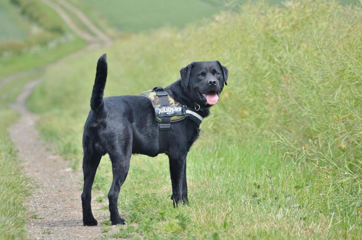lynnedw2's tweet photo. @AldiUK #EarlsPooches we’d love to nominate Ted for the Big category he’d make a great ambassador and very photogenic https://t.co/vdWseZ9IOO
