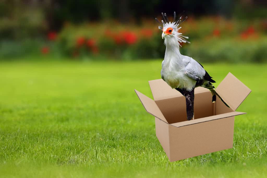 bootwtadoption's tweet image. .𖥔 ݁ ˖  a secretary bird has appeared at your door! 

.𖥔 ݁ ˖ from - @kittehcannon

.𖥔 ݁ ˖ to - @GenlossCafe 

.𖥔 ݁ ˖ look! a note is attached to the box! it says, “ i shipped myself a bird heheheeh “ 

.𖥔 ݁ ˖