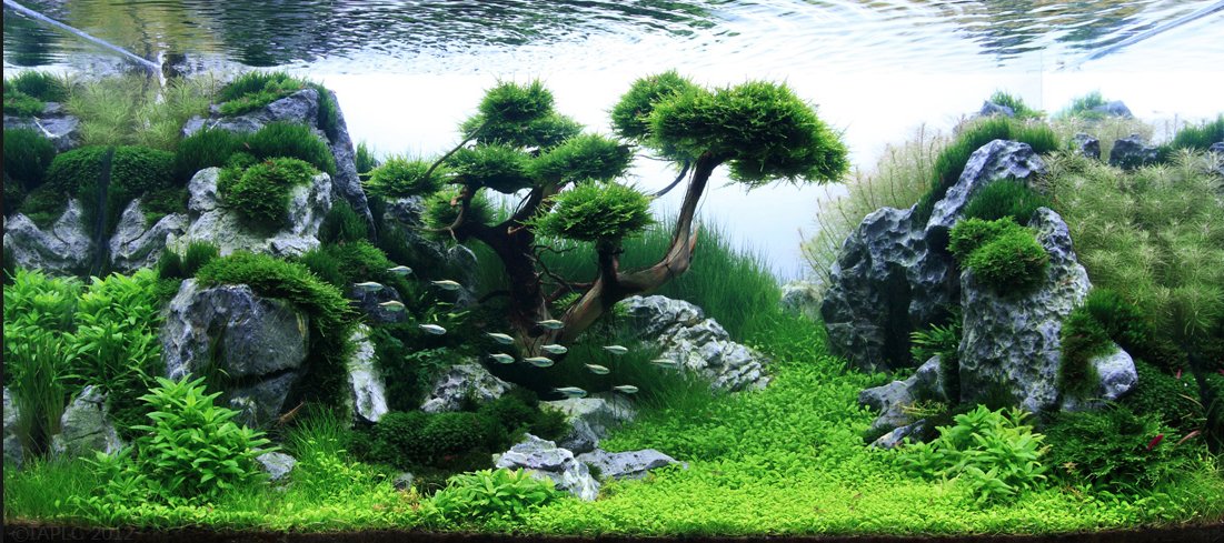 AW_SanDiego's tweet image. 💦 🌿 Benefits of owning freshwater, planted aquariums? We&apos;ve got FIVE! Check them out: bit.ly/454z2N6

.
#aquaticwarehouse #plantedtank #aquariums #freshwater #fishtank #plantedaquarium #sandiego