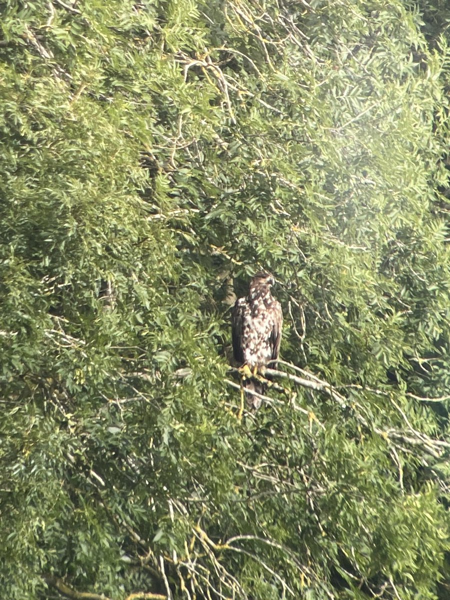 Tim Mackrill (@timmackrill) on Twitter photo I won’t win any prizes for the photo, but it was so good to see a White-tailed Eagle on home turf at <a href="/RutlandWaterNR/">Rutland Water Nature Reserve</a> this morning, as several Ospreys fished nearby. G542 spent 48 hrs in Rutland and has now headed east to the Brecks. Hope they might breed in Rutland one day. I won’t win any prizes for the photo, but it was so good to see a White-tailed Eagle on home turf at <a href="/RutlandWaterNR/">Rutland Water Nature Reserve</a> this morning, as several Ospreys fished nearby. G542 spent 48 hrs in Rutland and has now headed east to the Brecks. Hope they might breed in Rutland one day.
