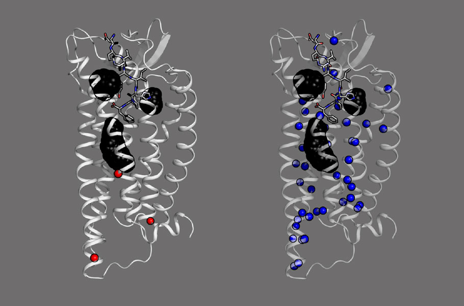 Characterizing over 350 mutant forms of the GPCR AT1R, Laporte lab and @VaidehiLab interrogate structural features of this cardiac receptor and identify residues that contribute to #allosteric regulation communication pathways. @mcgillu #GPCRSignaling scim.ag/3Ha