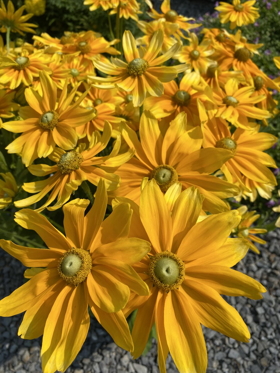 Stop by and see our extensive collection of native flowers including this Prairie Sun Rudbeckia. 🌝

Unlimited Earth Care is located at 2249 Scuttle Hole Road, Bridgehampton. 

#nativeplants #colorful #stunning #landscapedesigner #justfredericoazevedo #Hamptons #design