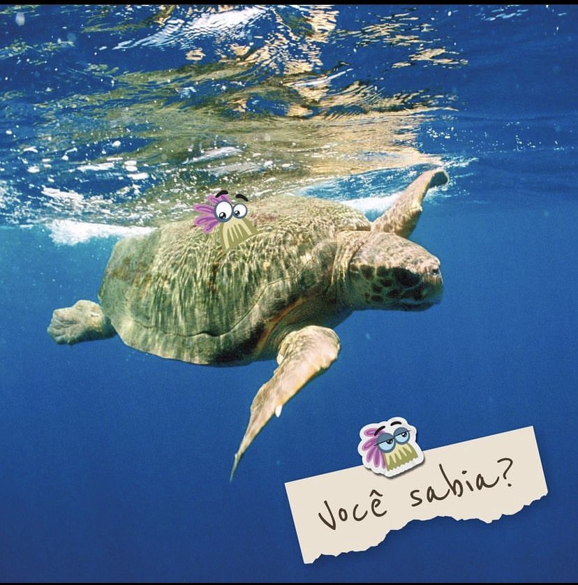 ProjetoTamarSC's tweet photo. Você sabia que as tartarugas-marinhas transportam uma grande quantidade de pequenos animais conhecidos como “epibiontes”, em suas carapaças? 
Os mais famosos são as cracas, facilmente vistas em muitas tartarugas  + https://t.co/ILEydjPBL2
