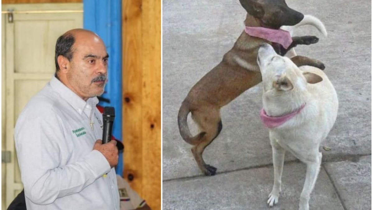 DiariodeYucatan's tweet photo. ⚡ Alcalde de Michoacán ultima a dos perritas que jugaban en la calle https://t.co/YjIWfC7mOB https://t.co/Warj6t2SGo