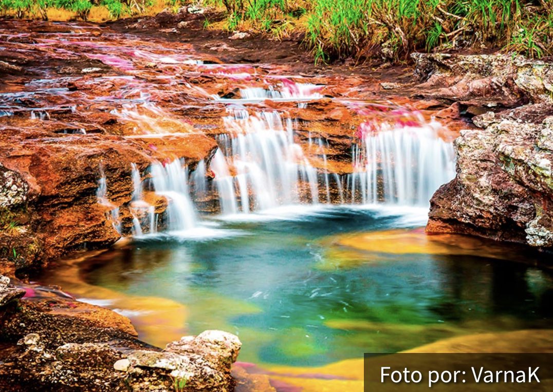 DarioVasquezS's tweet photo. En el #PaísDeLaBelleza, esta el departamento del Meta, un lugar mágico donde en el municipio de La Macarena, existe un río tan vivaz en colores como un arcoíris: es "Caño Cristales". Aquí lo tenemos todo: agua, paisajes y el mejor clima. 🏞️@PROCOLOMBIACO #Colombia #FelizViernes https://t.co/e57XSh9NhK