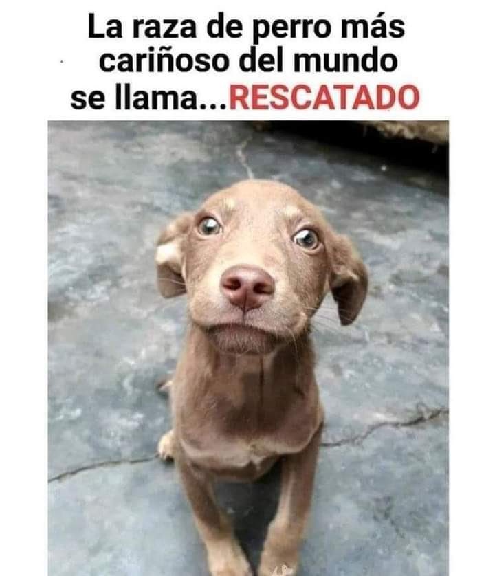 Con Gusto le ayudo a difundir, amo a los lomitos y me gusta difundir y usted se ve buena persona @RicardoBSalinas hasta si gusta me vuelvo su CM de gratis🐶