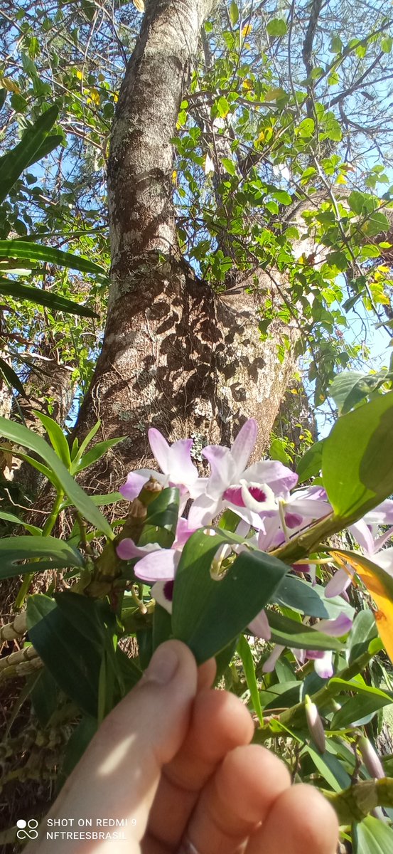 nftreesbrasil's tweet photo. Don't forget to #TouchTree #ReFam!
@JimiCohen will bless your day!
#ReFi #Regens #Treegens https://t.co/pyWl7Og93i