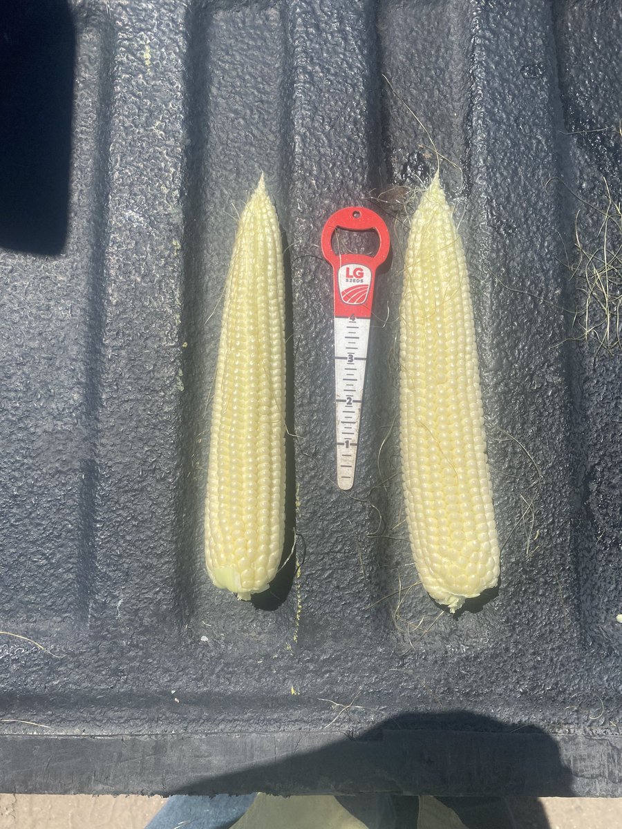 andyfoth7's tweet photo. In lieu of baseball season, I’d like to introduce you to some of our baseball bats. Full flex ear, 110 day Duracade product from @LGSeeds This LG60C12-5222 was put in at 26k on a limited water situation is just wrapping up pollination a few miles SW of Burlington CO. @ECSeeds https://t.co/lQSQIrXnVQ