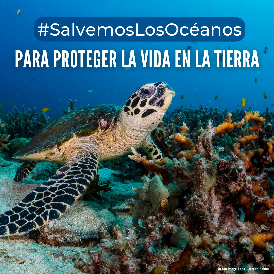 Unos océanos sanos son vitales para las personas y el planeta.

Descubre cómo puedes ayudar a que juntos #SalvemosLosOcéanos y nuestro futuro:

un.org/sustainabledev…