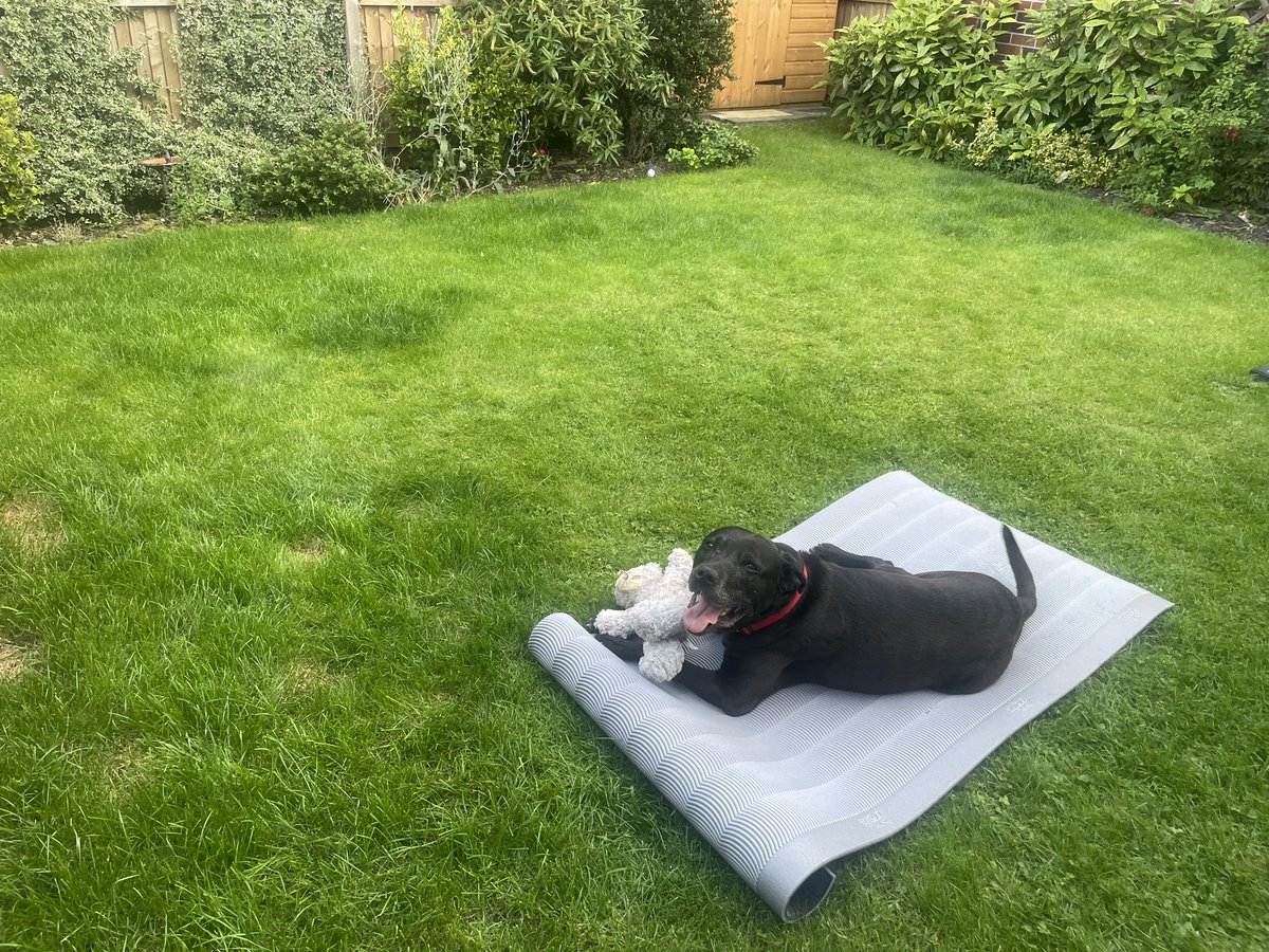Day 10 -#AHPsActive a few garden planks….now Shadow is enjoying the mat. <a href="/WeAHPs/">WeAHPs 💙</a> <a href="/DerbyOT/">Derby OT</a>