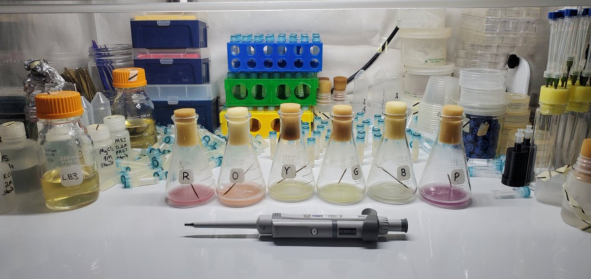 ATinyGreenCell's tweet photo. Making 35 fresh sets of chromoprotein plasmids. If anyone wants a set they are $120 for six colors. DM me your email and shipping address if interested. To anyone I owe stabs to, yours are priority. Shipping early next week. Pardon the delays! 💚 https://t.co/Acok18dIAy
