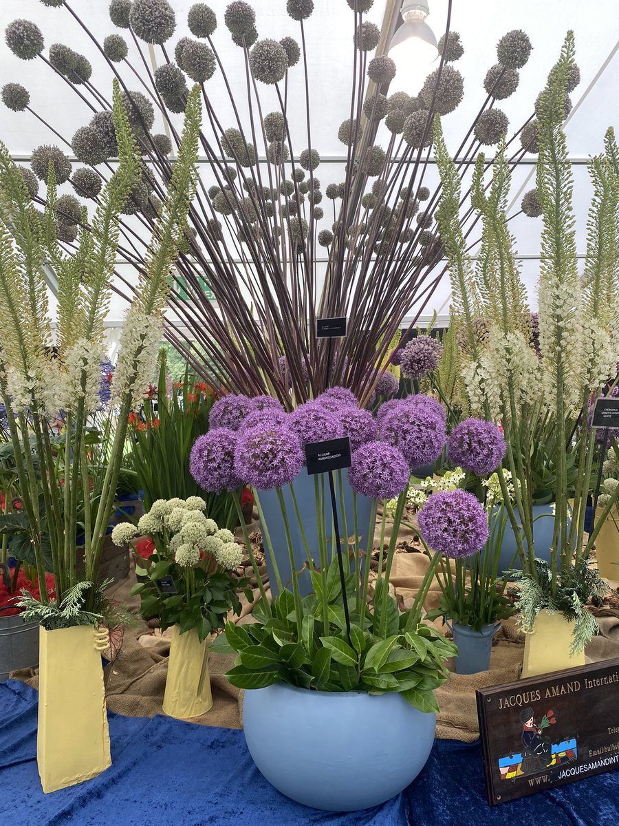 Jules Lewis RGN MSc 💙🦢 tweet media