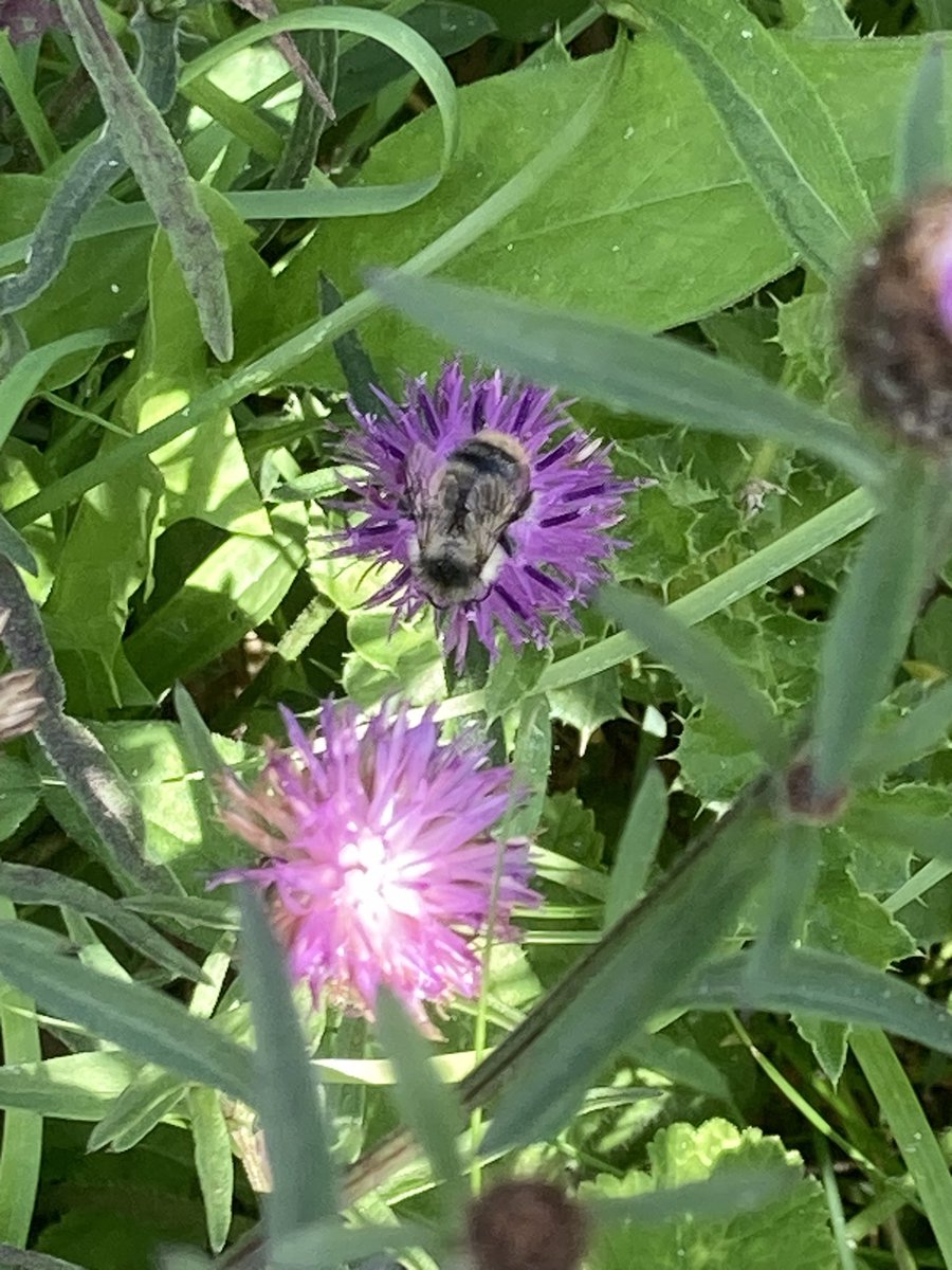 @scolwill1 spent a lovely, solitary afternoon today looking to find more of a recent sighting of Shrill Carder Bee (Bombus sylvarum) in Road To Nature Meadow. Today, several seen foraging on Knapweed in the sunshine. Recorded via LERC @NewportCouncil @BuzzingWales @SEWBReC