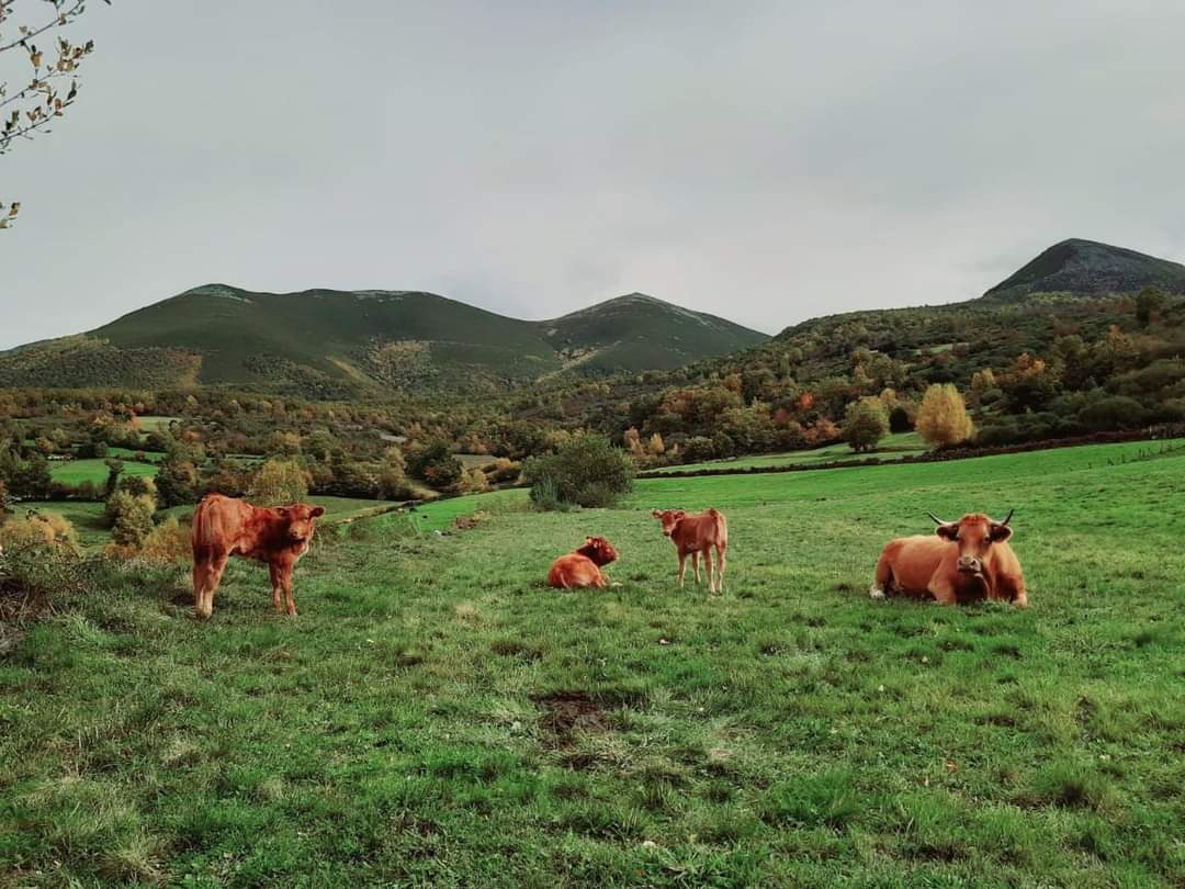 prazapublica's tweet photo. A Carqueixa vén de ser galardoada polo Ministerio de Agricultura nos Premios de Excelencia á Innovación para Mulleres Rurais por tratarse da única cooperativa que comercializa online Tenreira Galega Suprema e contar cun organismo reitor paritario  https://t.co/ukULzdy1hT https://t.co/wWDHiLzaIQ