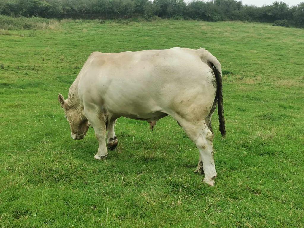 Looking 👀 for a <a href="/BritCharolais/">British Charolais</a> bull? Get to #Llanybydder Mart tomorrow ⬇️ sale starts at 10:30am