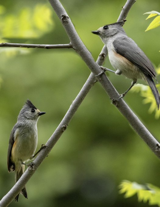 Here, we have a nice pair of ________.🐦&zwj;⬛  Do you know?   #TwitterNatureCommunity #birdphotography https://t<a href="/tag/birdphotography"class="tags"><span>#birdphotography</span></a><a href="/tag/twitternaturecommunity"class="tags"><span>#twitternaturecommunity</span></a>