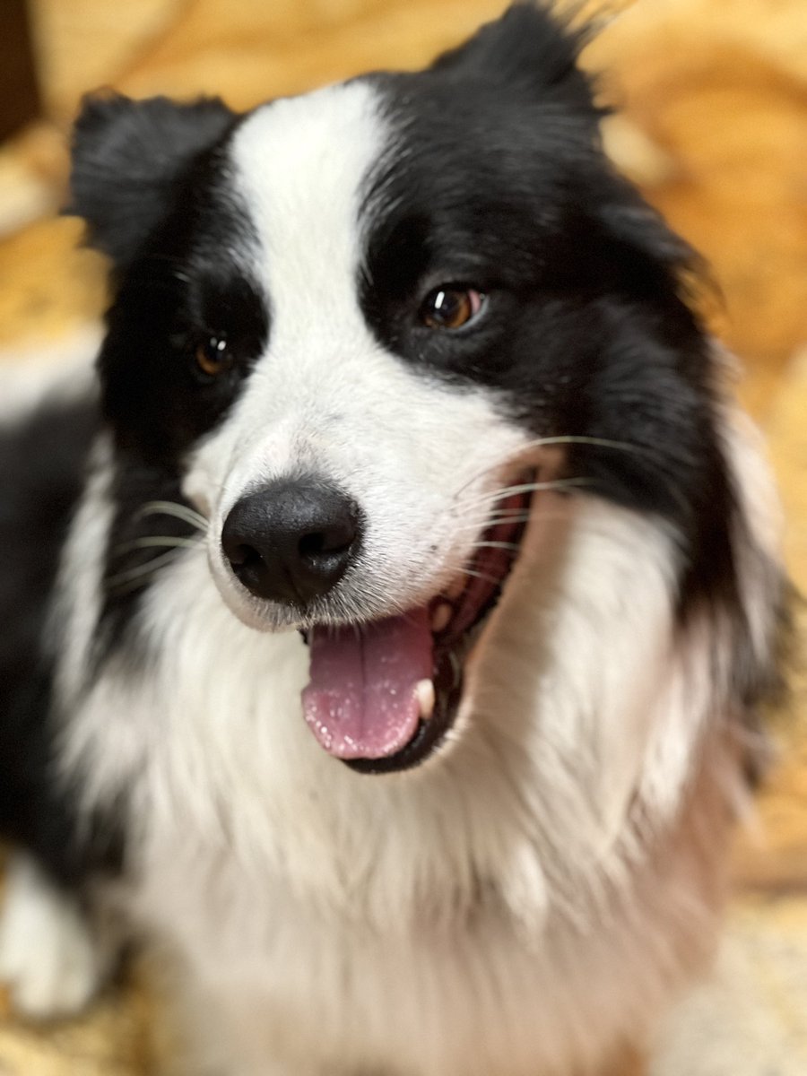 IngMartinPoor's tweet photo. Opinion: owner of happy border can’t be bad person 😀

#dog #cutedog #bordercollie https://t.co/PXGqkCWiQH