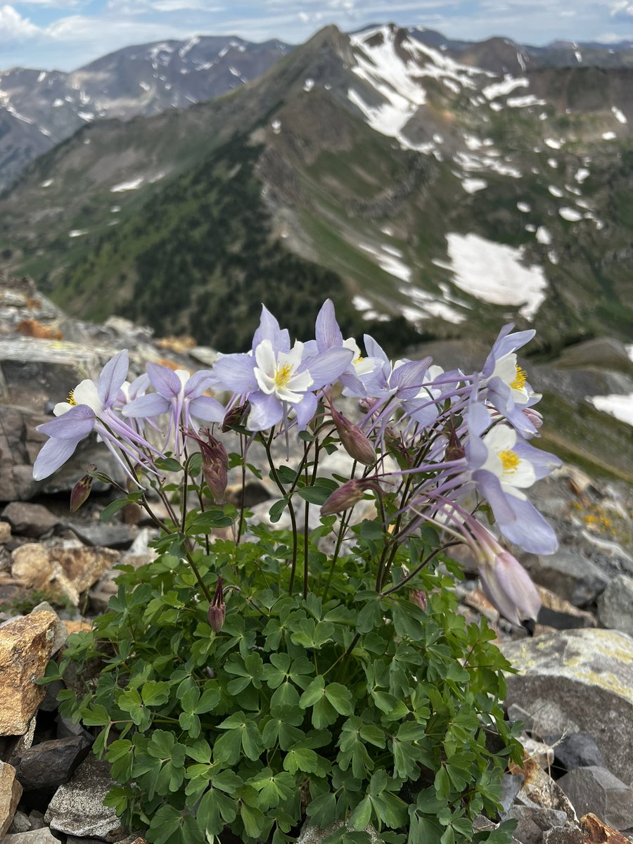 The amazing columbine. Running >12000 feet in the Ragged Wilderness, CO