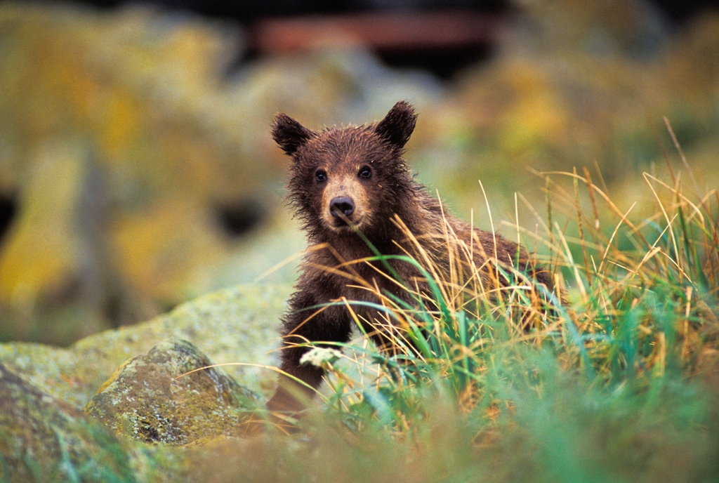 ⁠Only 1 week left to comment on the Grizzly Bear Stewardship Framework! ⁠ Speak up for the future of grizzly bears in B.C. by asking for the public response period to extend to November 15, 2023. Sign the petition: ⁠tinyurl.com/me36rm8e⁠ Photo Credit: Ian McAllister