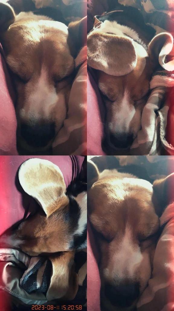 chechicleo's tweet photo. Tengan un perro... si es Beagle, doble premio en esta vida. Y sobre todo cuando hace frío 

#beagles #petfriendly https://t.co/7HUGe9yhvW