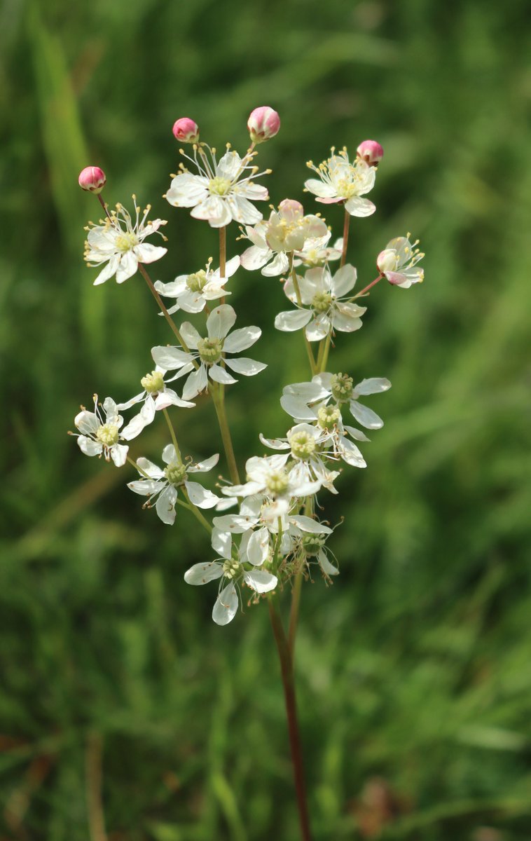 whiterosegreen's tweet photo. Seed collecting at Thornborough Middle Henge, N Yorkshire, today; @NosterfieldLNR habitat creation nursery will be growing 10,000 plants from local seed to restore limestone grassland on repaired sections of the embankment.
📷Dropwort https://t.co/ROVm4pkoE2