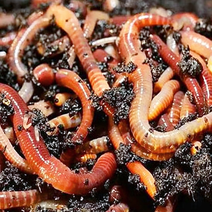 Write Magic tweet media