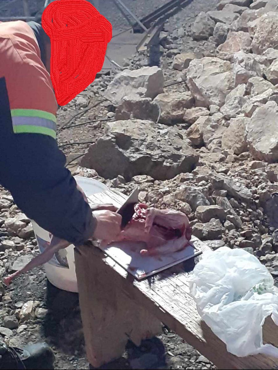StevaDebeliLug's tweet photo. Prema rečima sugrađanke kojoj su naši radnici poslali slike, kineski radnici su ZAKLALI, pa spremili i pojeli psa u toku smene, u nekadašnjem Rudniku bakra Majdanpek, sadašnjem ZiJinu.

Ranije je viđen i magarac koga takođe odvoze na ''Severni revir'', gde je verovatno pojeden. https://t.co/csWuUEKsWh