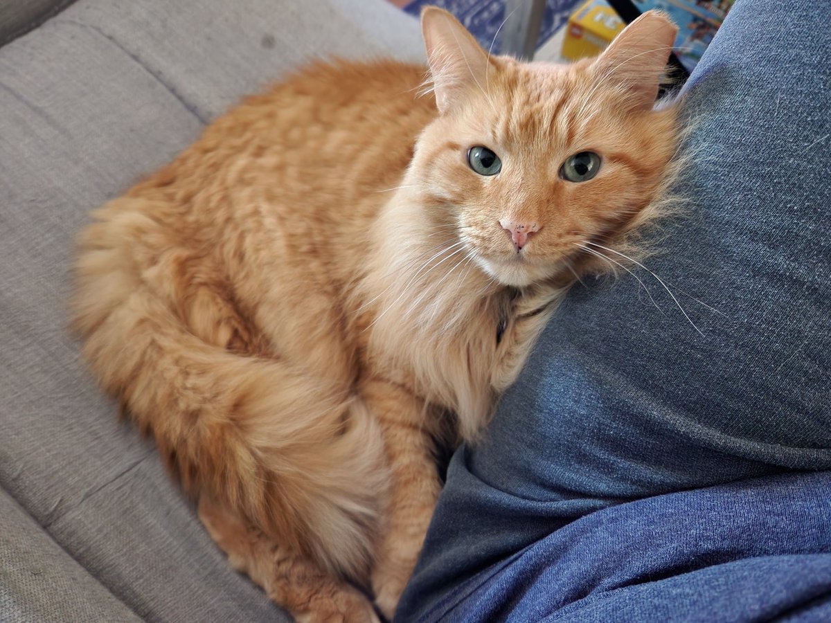 Anna_Cooper84's tweet photo. Orangeys are the BEST 😻 https://t.co/B4kETNgkXC