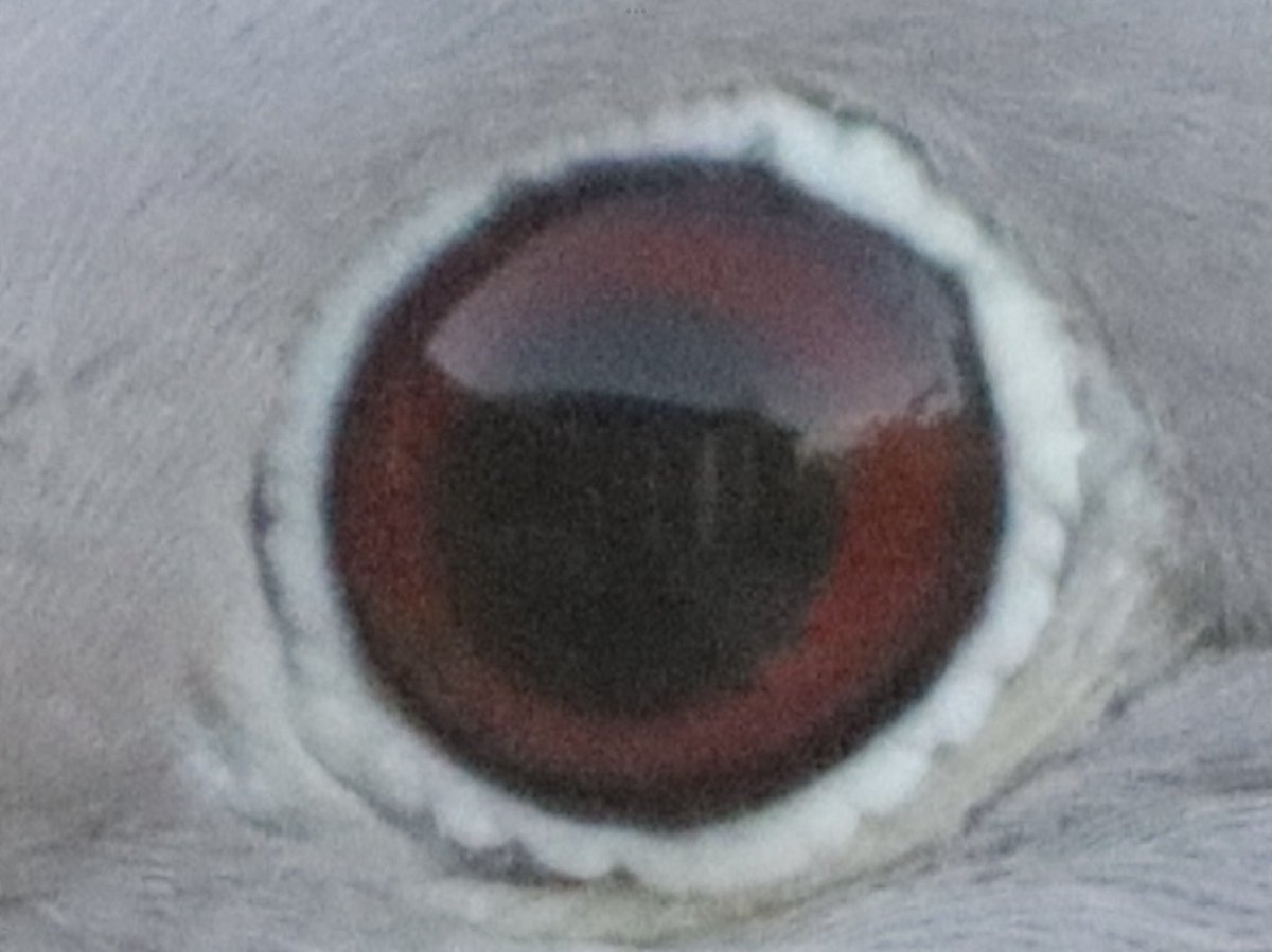 Teeman27's tweet photo. So taking my #photography to the next level and blown away with this lens! Took a close shot of one of our daily visitors and you can see the property in the reflection of its eye! #zoomin #canoneos #850D #SIGMA #noeffects #nofilters https://t.co/lHLgMapYxh