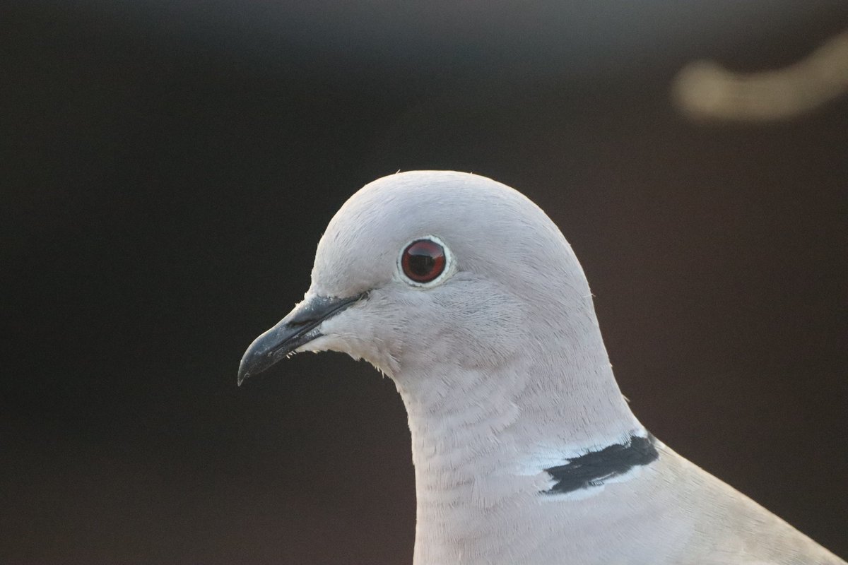 Teeman27's tweet photo. So taking my #photography to the next level and blown away with this lens! Took a close shot of one of our daily visitors and you can see the property in the reflection of its eye! #zoomin #canoneos #850D #SIGMA #noeffects #nofilters https://t.co/lHLgMapYxh