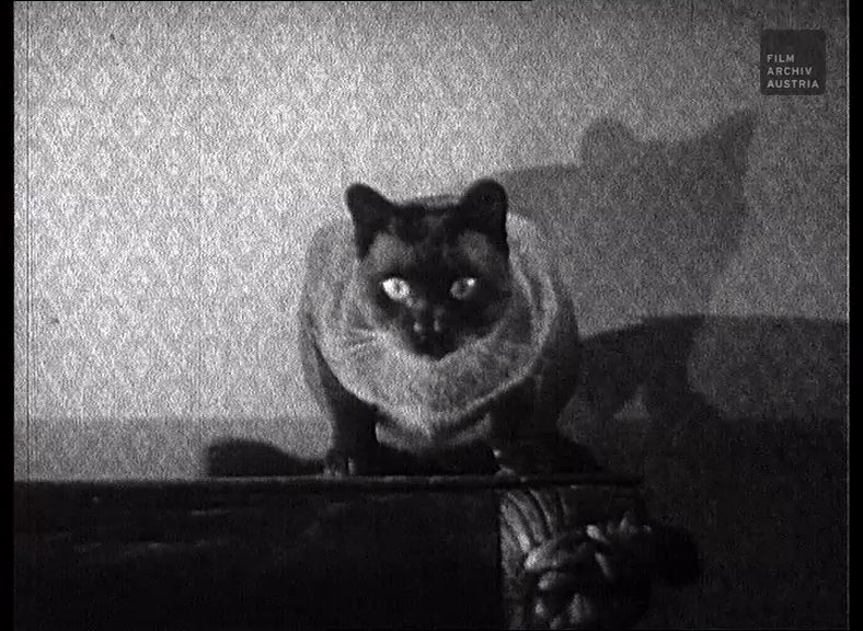 NoirFilmFest's tweet photo. Jednou z vyprodaných projekcí letošního #NoirFilmFestival je #Žárlivost (#Jealousy, r. #GustavMachatý, 1945) s #NilsAsther, #JaneRandolph a #HugoHaas. Jsme moc rádi, že film můžeme uvést v nejkvalitnějším možném přepisu od #FilmarchivAustria!
https://t.co/87O7lOlv5S https://t.co/ekl95viGT4
