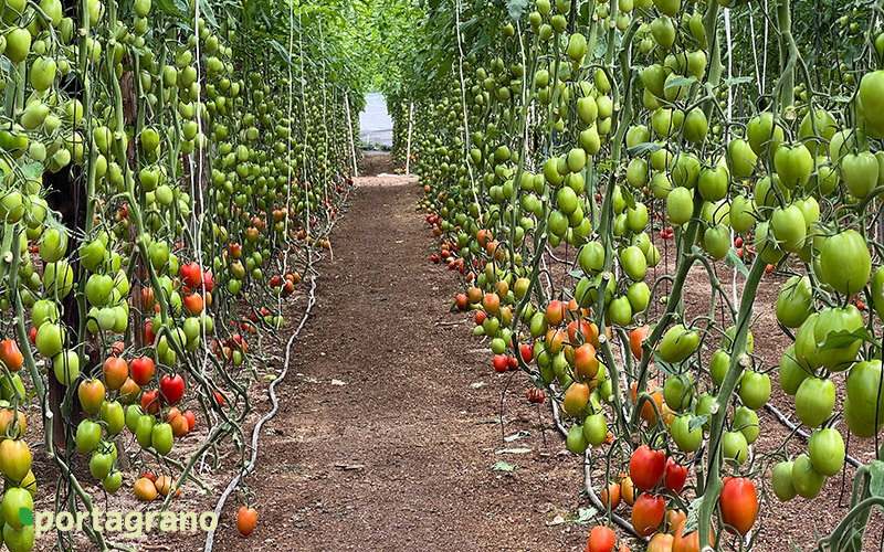 Portagrano's tweet photo. 🆕Barronto es el nuevo #tomate pera de Meridiem Seeds
https://t.co/jTMgpYE7qR

A partir de ahora el nuevo Barronto acompaña en el tándem de peras de #MeridiemSeeds a un referente consolidado como Granoval 🍅👨‍🌾🍅👩‍🌾🍅

#agricultura #semillas https://t.co/mhiktynlbn