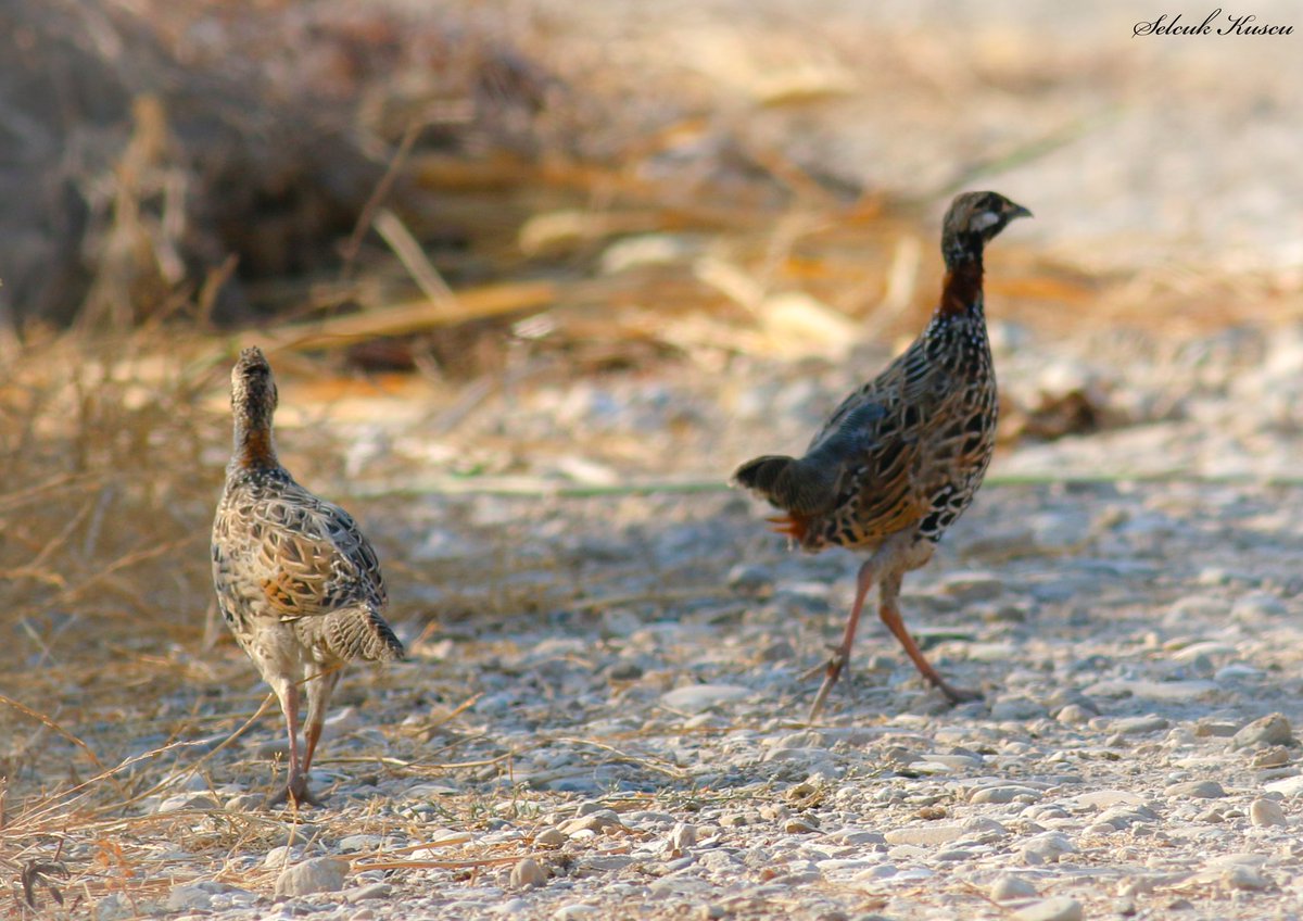 skuscu46's tweet image. Kuş gezilerimde seslerini hep duyarım ama onları görmek biraz zordur. Nadiren tek veya eş olarak denk gelirdi, bu kez baba ve yavrusu ile karşılaştım. Tarla zararlıları ile beslendiği için de ayrı severim onları...

#turaç #selcuk_kuscu_birds #KahramanmaraşKuşları