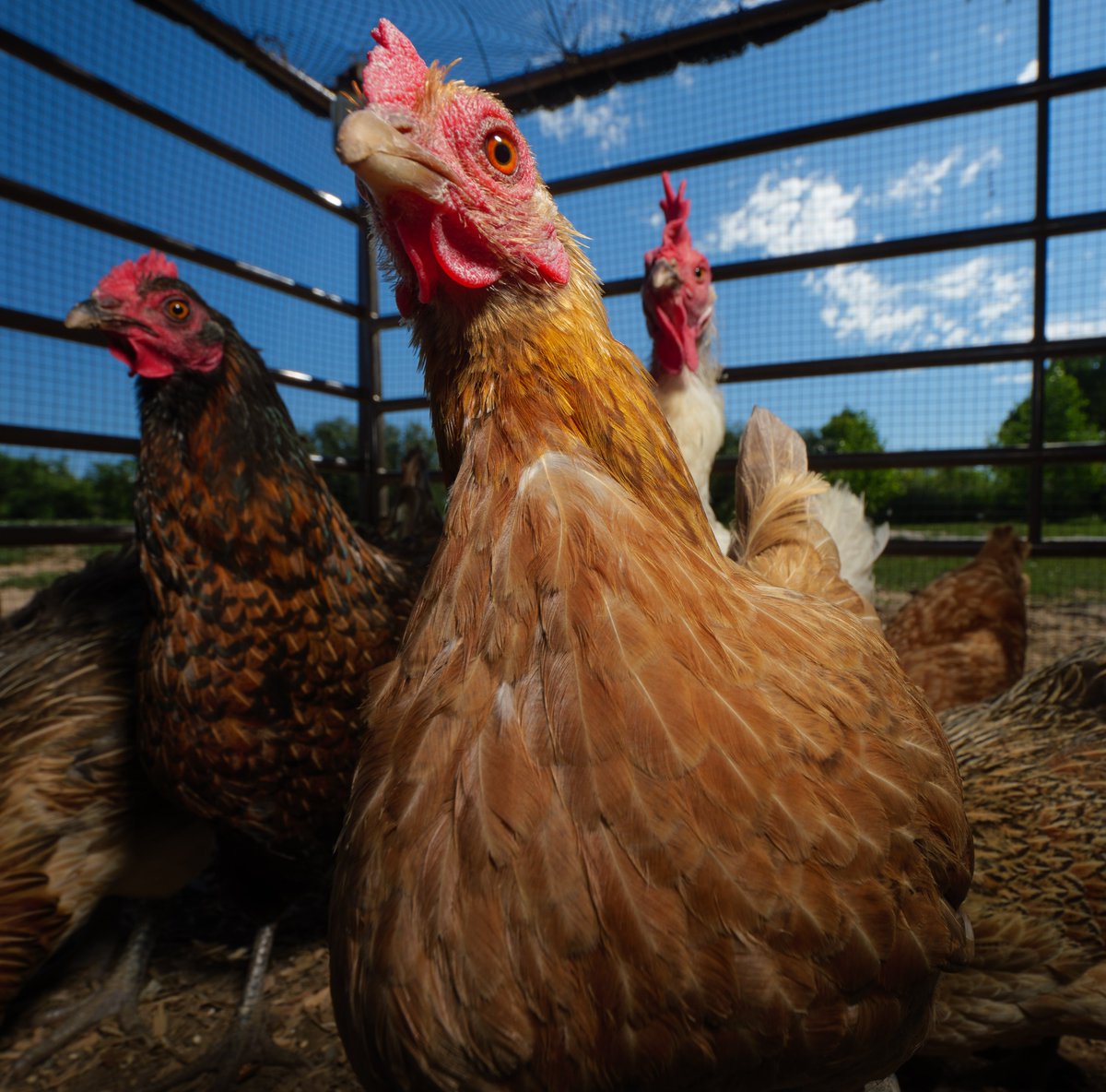 ourchickenlife's tweet photo. Three chickens in a joyful spree,
Waiting for treats, full of glee! https://t.co/gRLmhspKYI