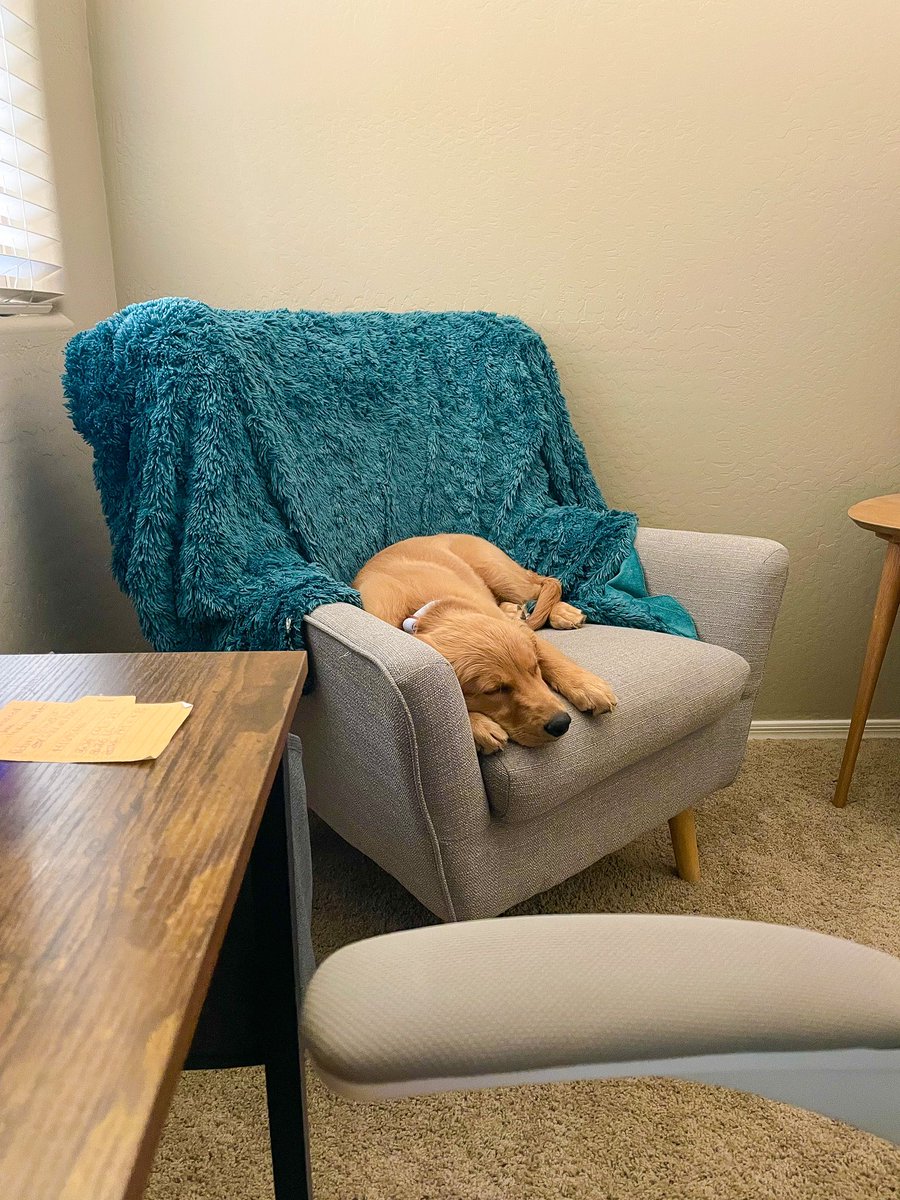 Got a new office chair and Maple got herself a hand me down 🥰